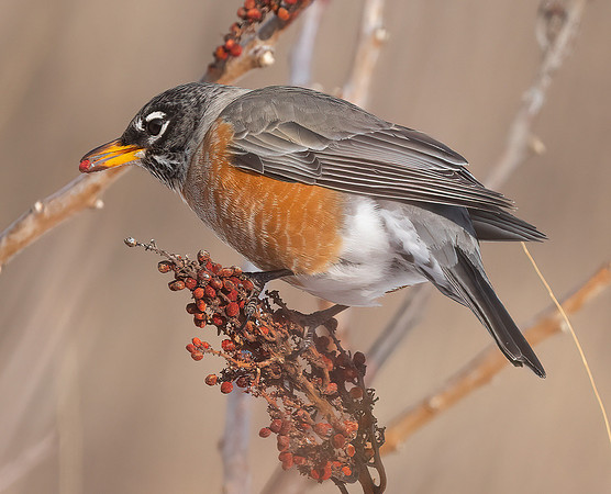 American Robin, Turdus migratorius, Erie County, Ohio, February 15, 2022 (3)