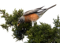 American Robin, Turdus migratorius, eating Juniperus virginianus, Greenlawn Cemetery, Frankln County, Ohio, December 2, 2023 (2)