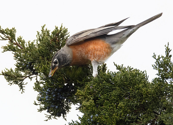 American Robin, Turdus migratorius, eating Juniperus virginianus, Greenlawn Cemetery, Frankln County, Ohio, December 2, 2023 (2)