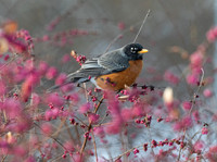 American Robin, Turdus migratorius, on Symphoricarpos orbiculatus, Franklin County, Ohio, February 27, 2020 (15)