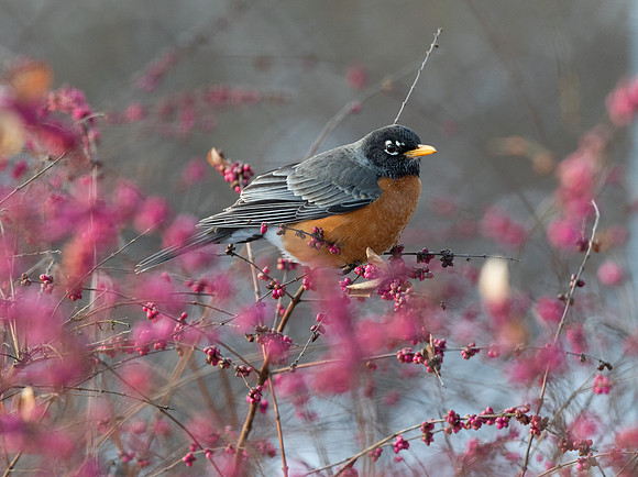American Robin, Turdus migratorius, on Symphoricarpos orbiculatus, Franklin County, Ohio, February 27, 2020 (15)