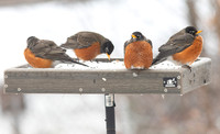 American Robin, Turdus migratorius, McCormac yard, Franklin County, Ohio, February 4, 2022