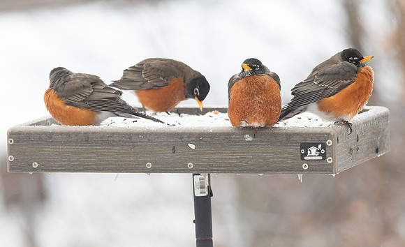 American Robin, Turdus migratorius, McCormac yard, Franklin County, Ohio, February 4, 2022