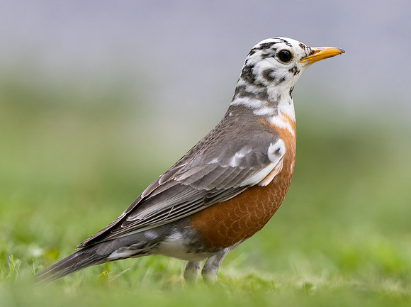 American Robin, Turdus migratorius, leucistic, Fayette County, West Virginia, May 5, 2022 (5)