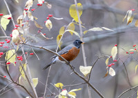 American Robin, Turdus migratorius, OSU Wetlands Research Park, Franklin County, Ohio, November 25, 2023 (3)