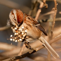 American Tree Sparrow, Spizella arborea, eating poison ivy, Slate Run Metropark, Pickaway County, Ohio, December 22, 2021 (3)