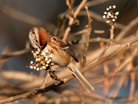 American Tree Sparrow, Spizella arborea, Pickaway County, Ohio, December 22, 2021 (3)