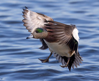 American Wigeon, Anas americana, Oakley Street, Choptank River, Cambridge, Maryland, January 30, 2023 (13)