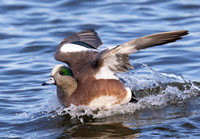 American Wigeon, Anas americana, Oakley Street, Choptank River, Cambridge, Maryland, January 30, 2023 (18)