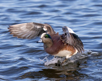 American Wigeon, Anas americana, Oakley Street, Choptank River, Cambridge, Maryland, January 30, 2023 (17)