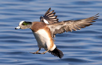 American Wigeon, Mareca americana, Choptank River, Cambridge, Maryland, March 2, 2022 (40)