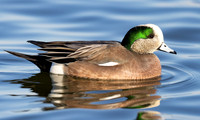American Wigeon, Anas americana, Choptank River, Cambridge, Maryland, February 28, 2022 (1)