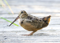 American Woodcock, Scolopax minor, Springville Marsh, Seneca County, Ohio, June 22, 2022