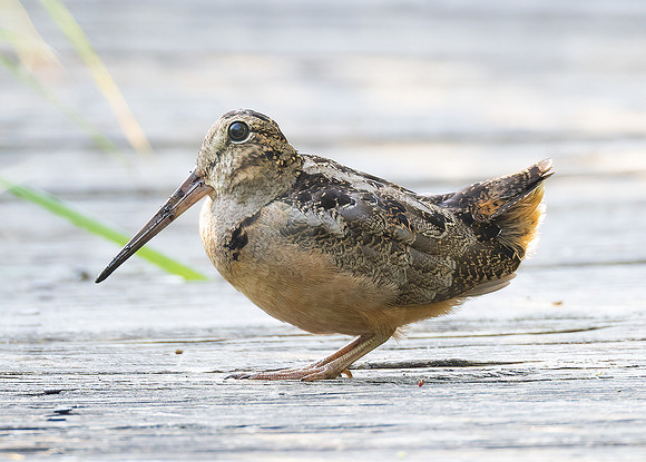 American Woodcock, Scolopax minor, Springville Marsh, Seneca County, Ohio, June 22, 2022