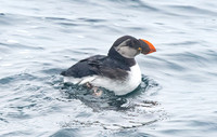 Atlantic Puffin, Fratercula arctica, Ocean City, Maryland, February 27, 2022