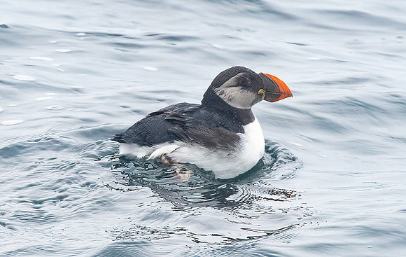 Atlantic Puffin, Fratercula arctica, Ocean City, Maryland, February 27, 2022
