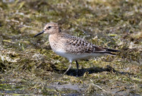 Baird's Sandpiper, Calidris bairdii, Auglaize County, Ohio, September 1, 2021 (19)