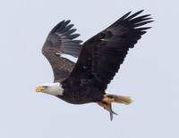 Bald Eagle, Haliaeetus leucocephalus, Lorain Harbor, Lorain County, Ohio, January 30, 2024 (1)