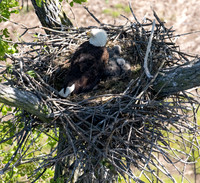 Bald Eagle nest, Big Island Wildlife Area, Marion Co., OH May 16, 2016 (12)