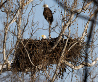 Bald Eagle, Haliaeetus leucocephalus, Blendon Ravines Metro Park, Franklin County, Ohio, April 3, 2023 (1)