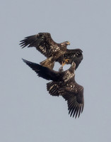Bald Eagle, Haliaeetus leucocephalus, Conowingo Dam, Maryland, December 14, 2022 (40)