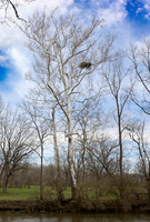 Bald Eagle, Haliaeetus leucocephalus, Blendon Ravines Metro Park, Franklin County, Ohio, April 3, 2023 (3)
