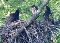 Bald Eagle nest, with Red-tailed Hawk chick, Jerome, Union County, Ohio, June 4, 2022 (8)