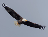 Bald Eagle, Haliaeetus leucocephalus, Conowingo Dam, Maryland, December 14, 2022 (32)