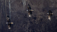 Bald Eagle, Haliaeetus leucocephalus, Conowingo Dam, Maryland, December 14, 2022 (1)