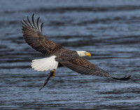 Bald Eagle, Haliaeetus leucocephalus, Conowingo Dam, Maryland, December 14, 2022