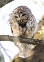 Barred Owl, Strix varia, Whetstone Park, Franklin County, Ohio, April 19, 2023 (3)