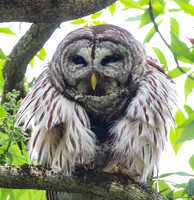 Barred Owl, Strix varia, Whetstone Park, Franklin County, Ohio, April 25, 2022 (2)