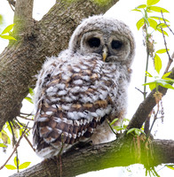 Barred Owl, Strix varia, Whetstone Park, Franklin County, Ohio, April 25, 2022 (8) copy