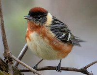 Bay-breasted Warbler, Setophaga castanea, Magee Marsh, Ottawa Co., OH May 15, 2016 (1)