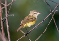 Bell's Vireo, Vireo bellii, Kankakee Sands, Newton County, Indiana, June 29, 2022 (19)