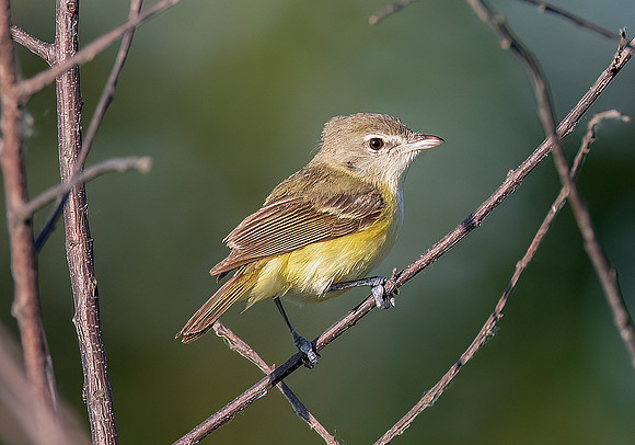 Bell's Vireo, Vireo bellii, Kankakee Sands, Newton County, Indiana, June 29, 2022 (19)