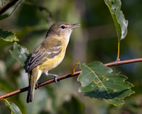 Bell's Vireo, Vireo bellii, Battelle Darby Metropark, Franklin County, Ohio, August 26, 2022 (10)
