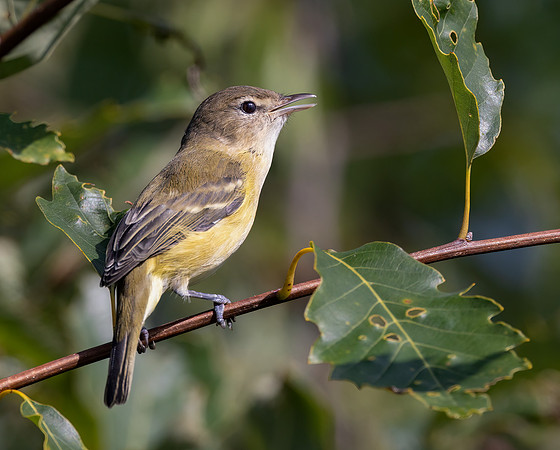 Bell's Vireo, Vireo bellii, Battelle Darby Metropark, Franklin County, Ohio, August 26, 2022 (10)