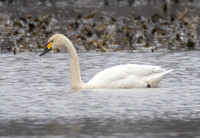 Bewick's Swan, Cygnus columbianus bewickii, Killbuck Marsh WA, Wayne County, Ohio, March 2, 2024 (9)