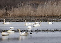 Bewick's Swan, Cygnus columbianus bewickii, Killbuck Marsh WA, Wayne County, Ohio, March 2, 2024 (2)