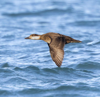 Black Scoter, Melanitta americana, Lake Erie pelagic, off Lorain, Lorain County, Ohio, November 4, 2022 (3)