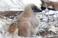 Black Vulture chick, Coragyps atratus, at nest site, Adams County, Ohio, May 14, 2020