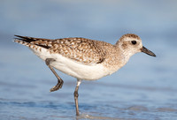Black-bellied Plover, Pluvialis squatarola, Fort DeSoto County Park, Florida, February 27, 2017 (44)
