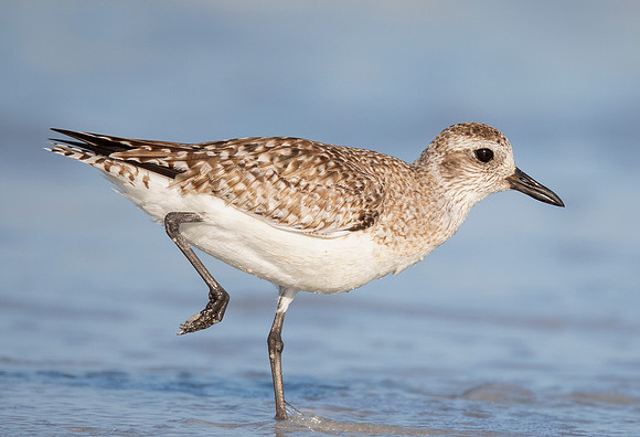Black-bellied Plover, Pluvialis squatarola, Fort DeSoto County Park, Florida, February 27, 2017 (44)