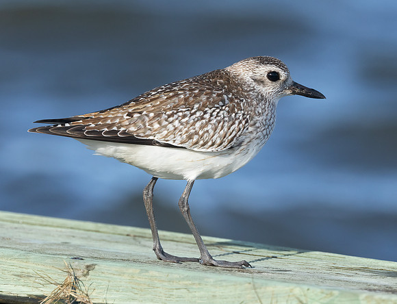 Black-bellied Plover, Pluvialis squatarola, Pea Island National Wildlife Refuge, North Carolina, January 11, 2022 (4)