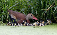Black-bellied Whistling-Duck, Dendrocygna autumnalis, 5-day old chicks, Wayne County, Ohio, September 12, 2022 (18)