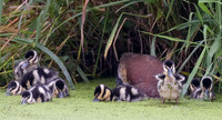 Black-bellied Whistling-Duck, Dendrocygna autumnalis, 5-day old chicks, Wayne County, Ohio, September 12, 2022 (11)