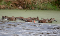 Black-bellied Whistling-Duck, Dendrocygna autumnalis, Wayne County, Ohio, November 13, 2022 (9)