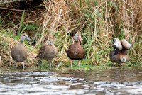 Black-bellied Whistling-Duck, Dendrocygna autumnalis, Wayne County, Ohio, November 13, 2022 (4)