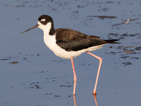 Black-necked Stilt, Himantopus mexicanus, Howard Marsh, Lucas County, Ohio, August 18, 2023 (21)